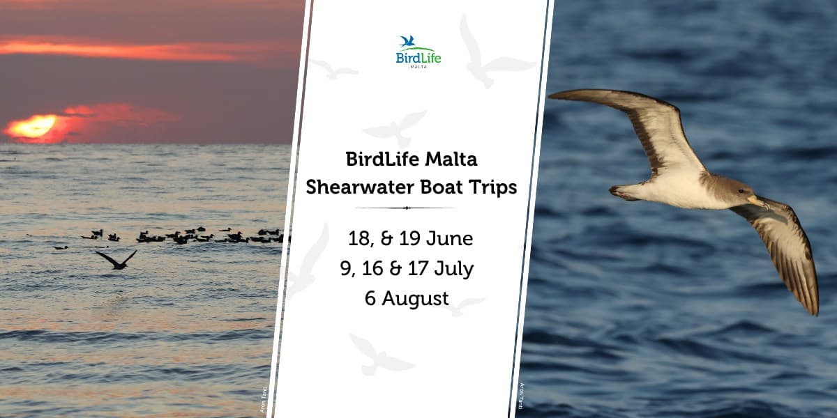 2026 Shearwater Boat Trips (SOLD OUT)